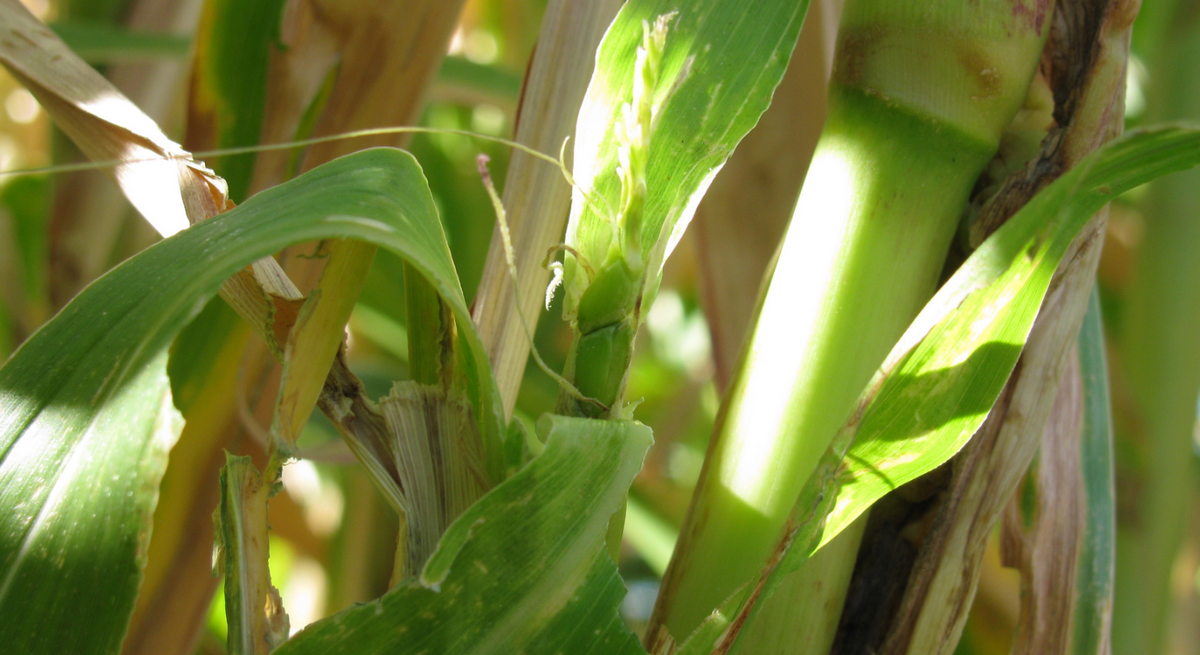 Growing Teosinte (Zea mays parvaglumis)  Native-Seeds-Search