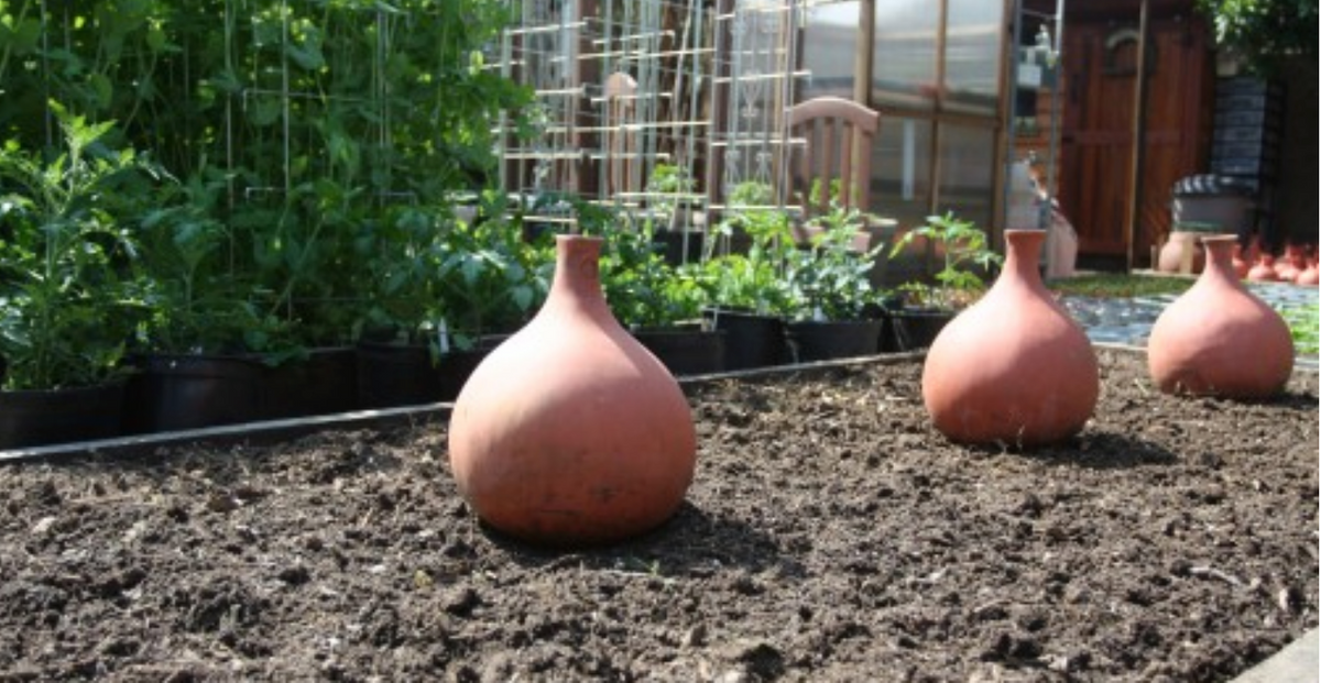 Ollas: Water Your Garden the Ancient Way