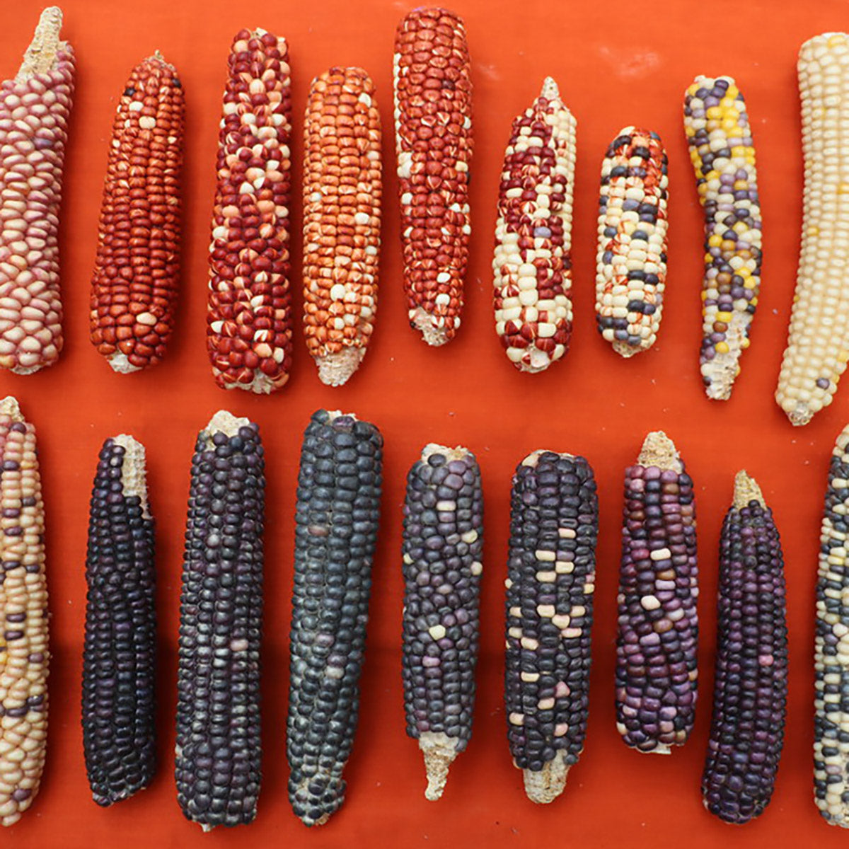 Rarámuri Multicolor NativeSeedsSearch