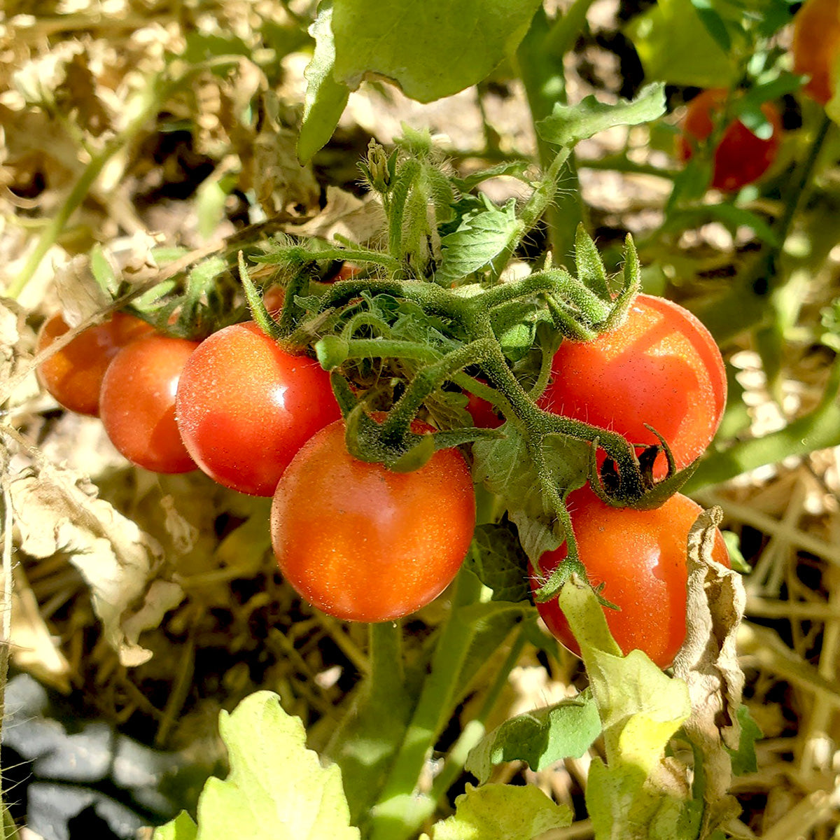 Texas wild cherry tomatoes