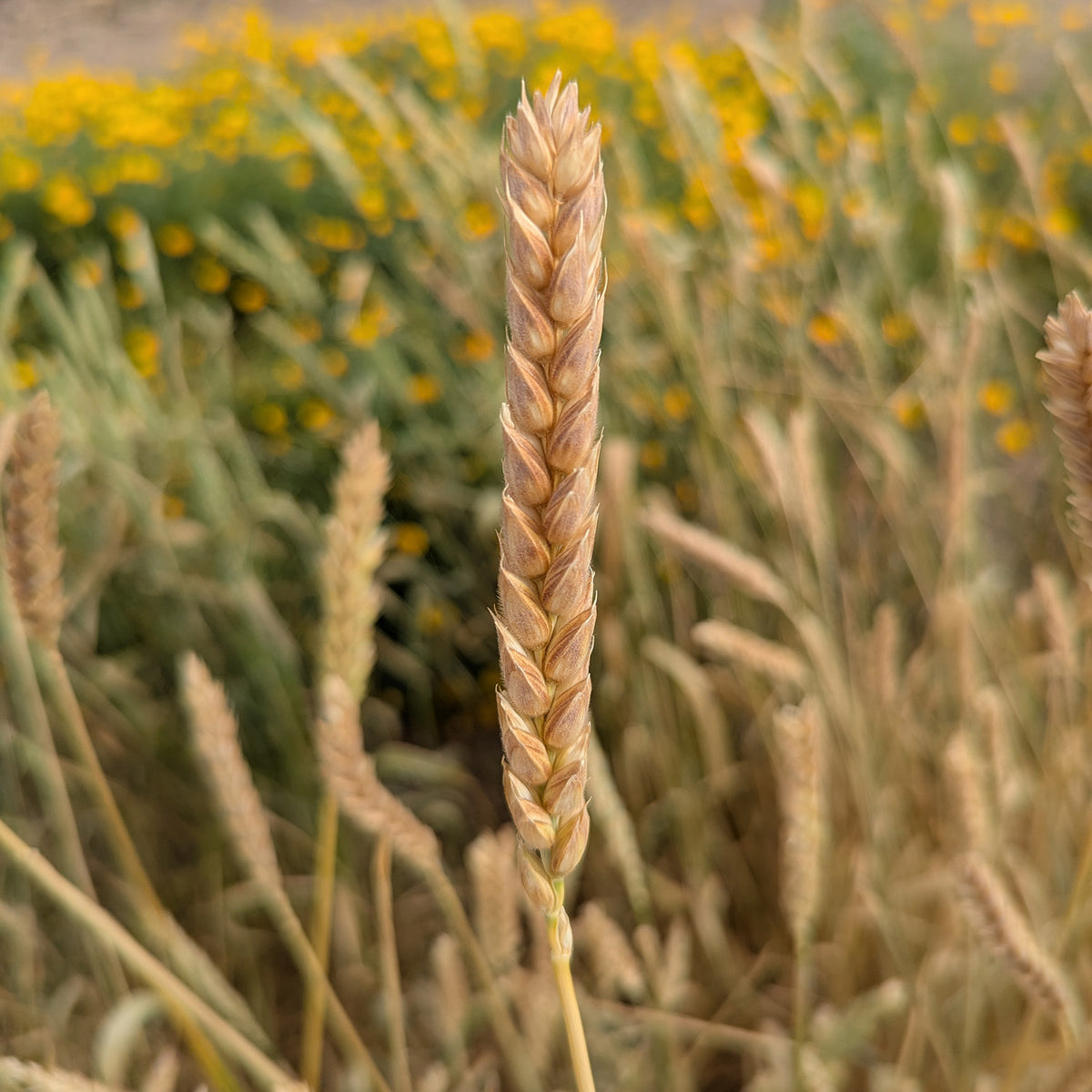 White Sonora – Native-Seeds-Search