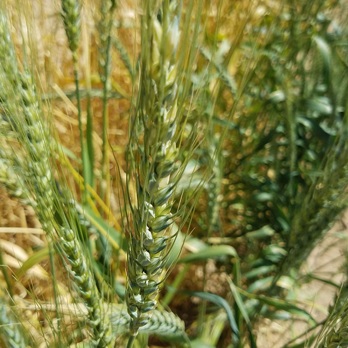 Baart Wheat