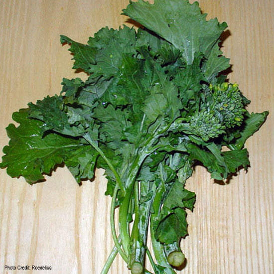 green leaves and flower buds of cut broccoli raab