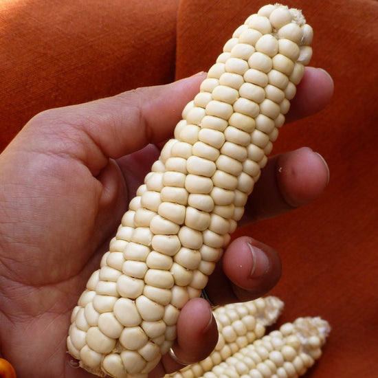 good corn for making masa
