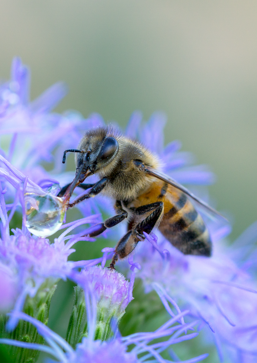 Card Mistflower Blue Bee, Honey ブルー TOP BEE HONEY 【正規品】Bibiy. by Native-Seeds-Search – Fox Joan トップス