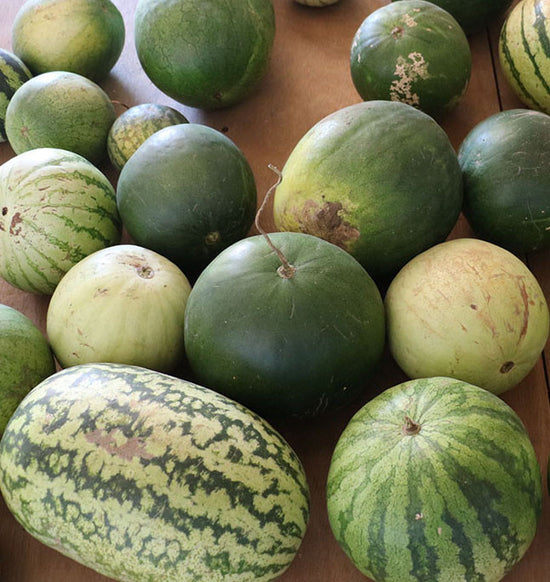 Kawayvatnga watermelons of different shapes and sizes, solid dark or pale green, some striped, mostly round but some oblong