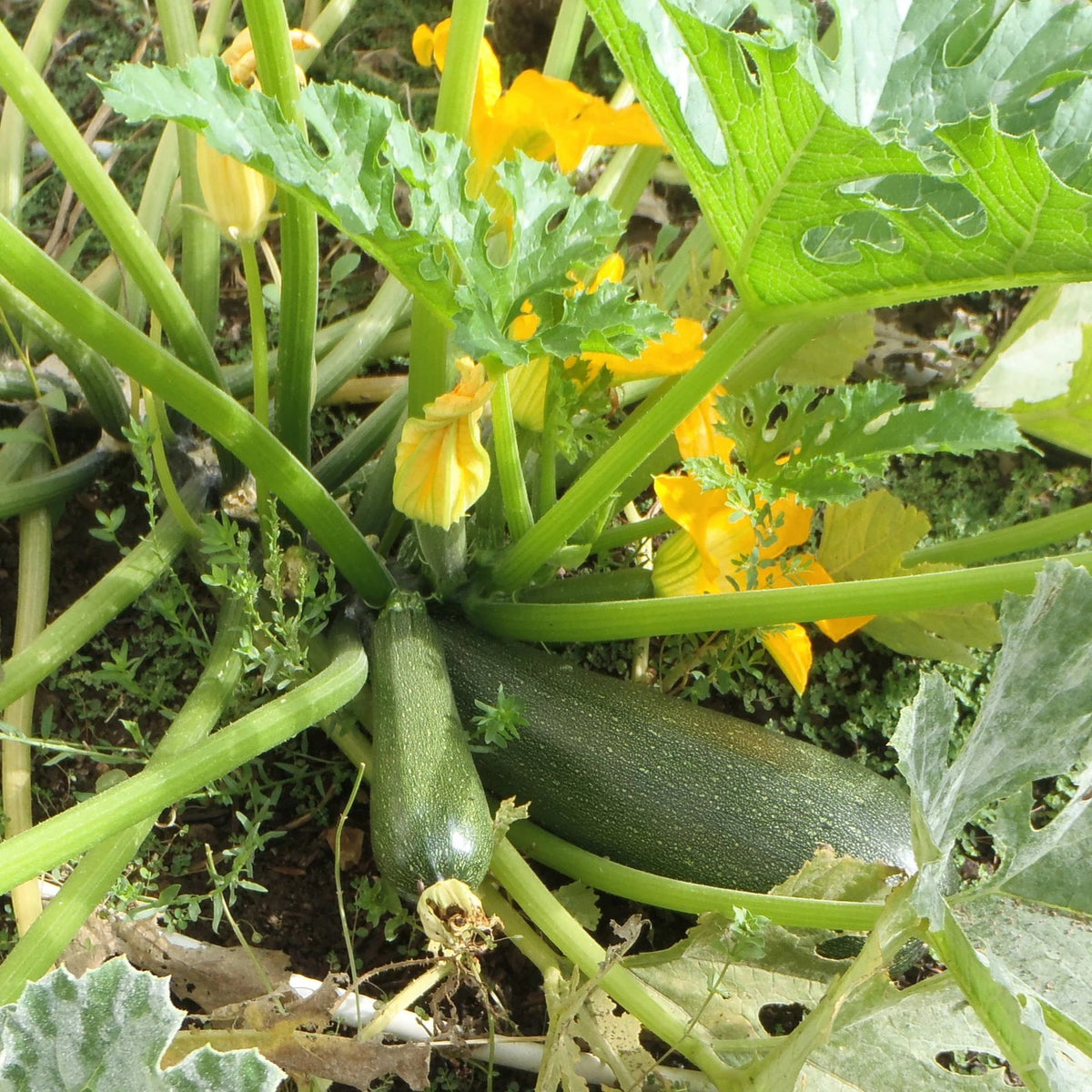 Grey Zucchini – Native-Seeds-Search