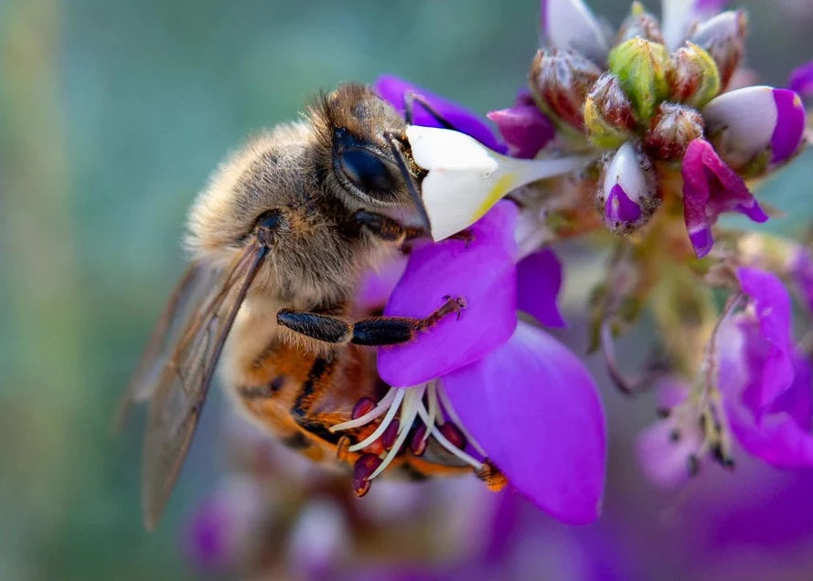 Honey Bee, Black Dalea Card by Joan Fox