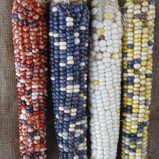 4 corn ears: red chinmark, blue, white, and yellow multi