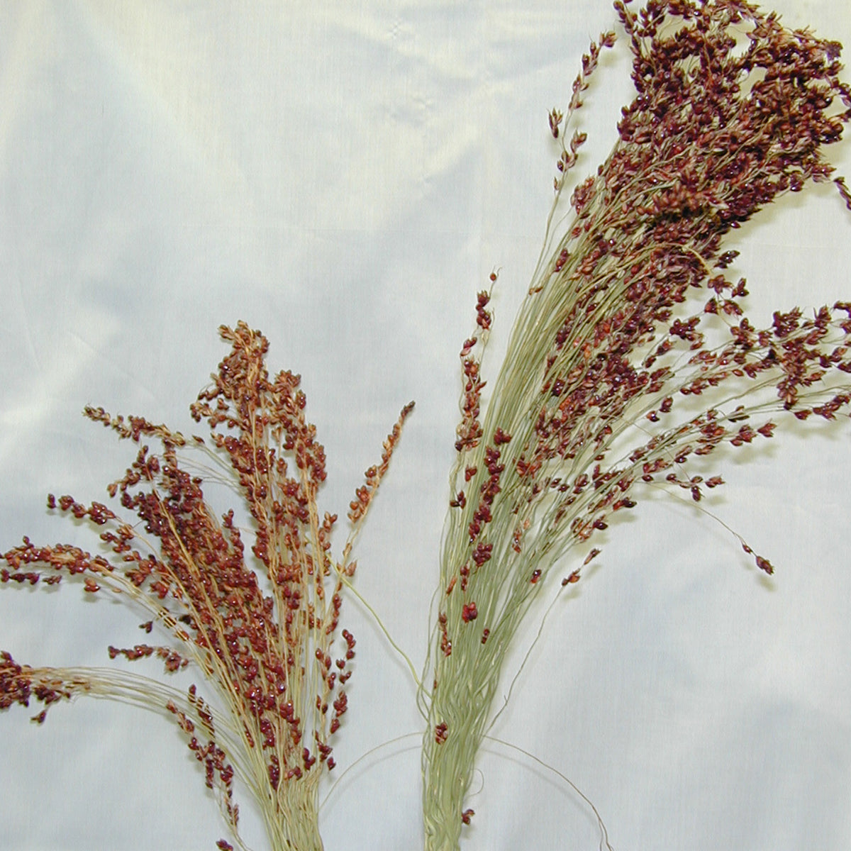broom corn plant Mayo Broomcorn