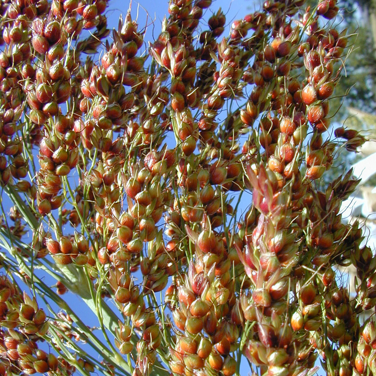 kanna plant seeds Kaña – Native-Seeds-Search