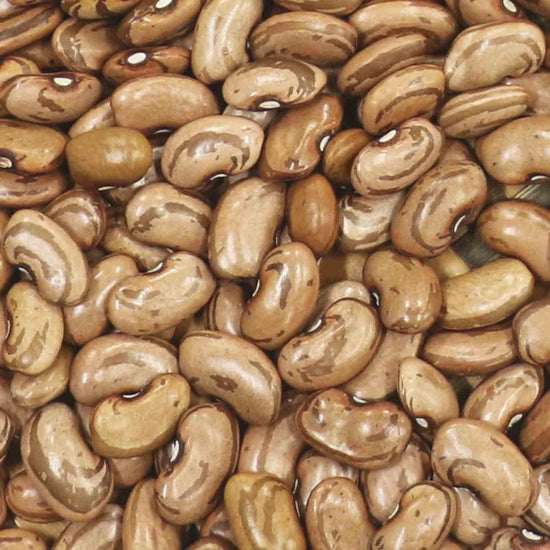 Chihuahuan Ojo de Cabra bean seeds