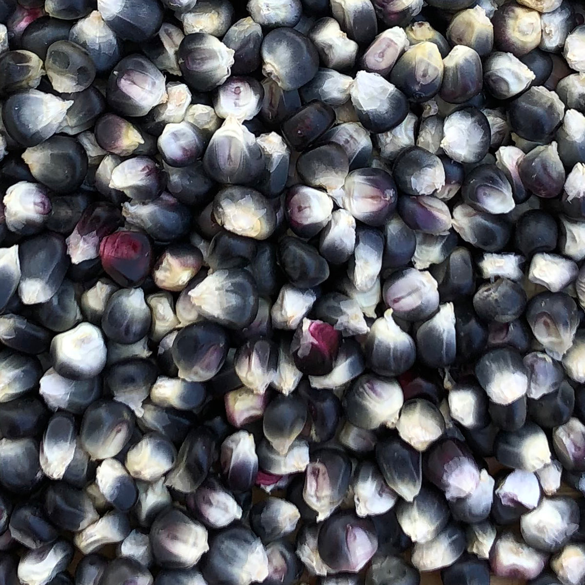 Pueblo Blue NativeSeedsSearch