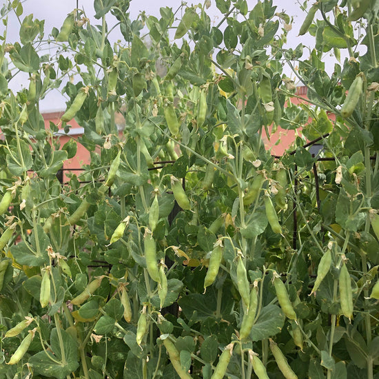 tall pea plants with many ripe pea pods