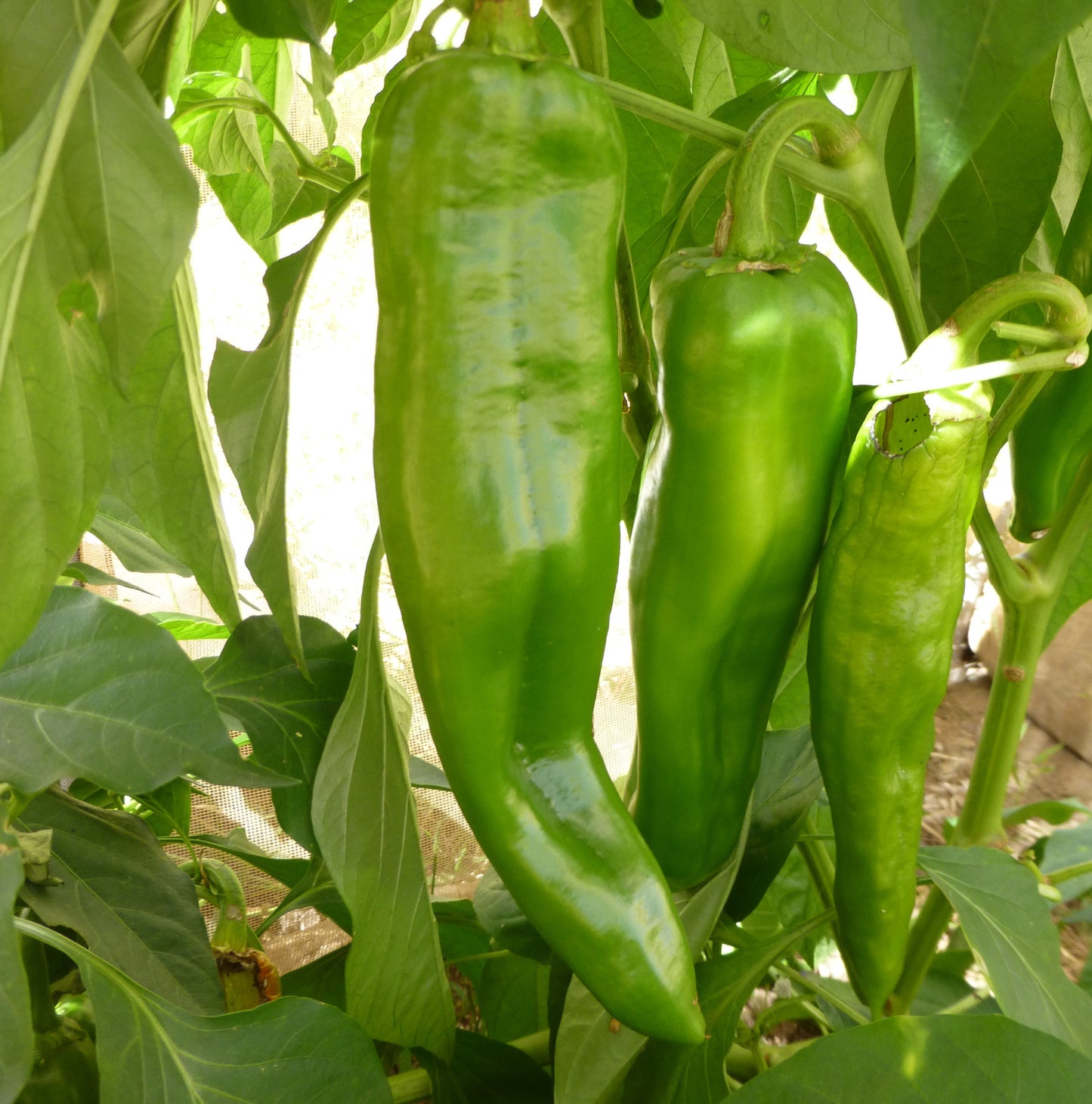 anaheim chile pepper organically grown
