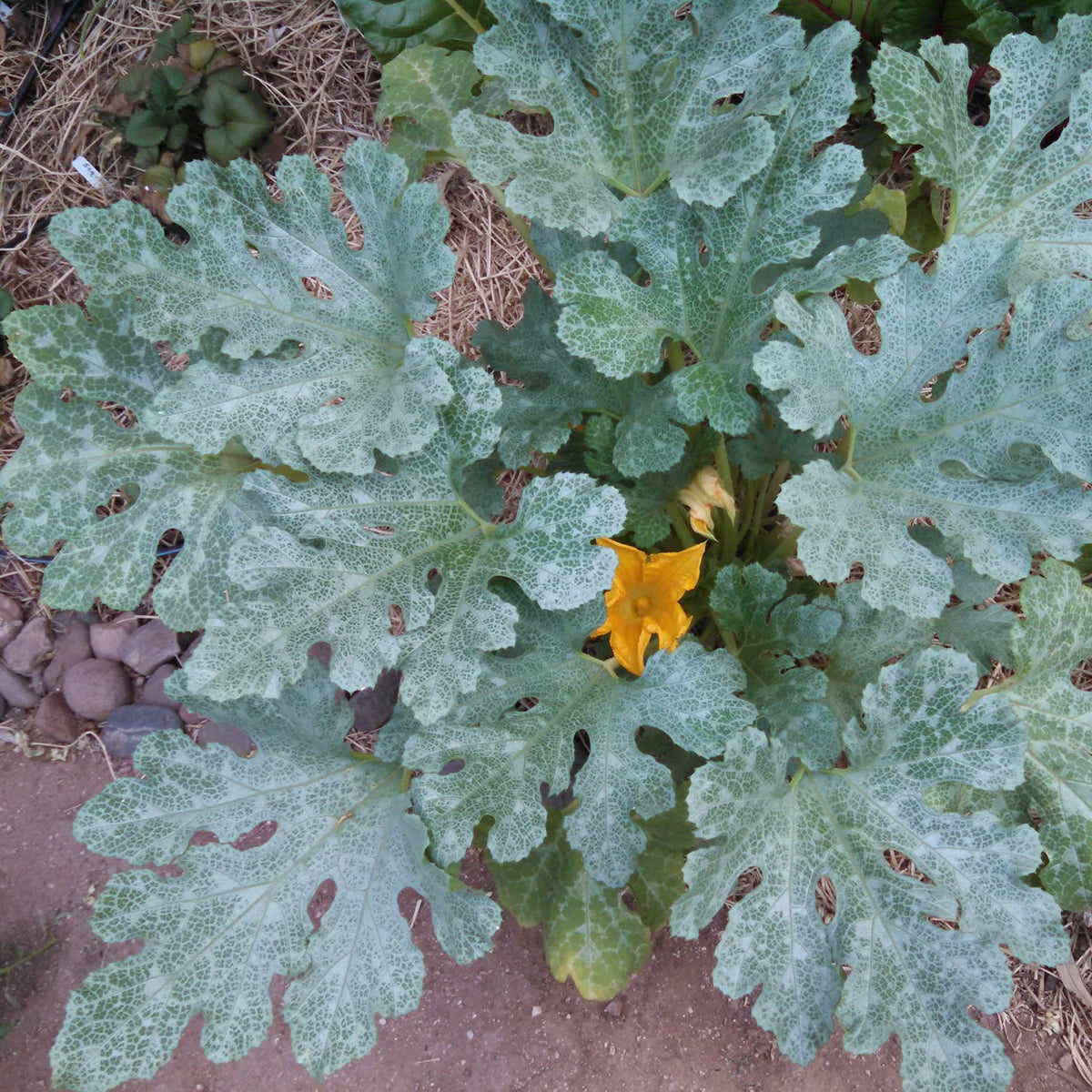 Grey Zucchini – Native-Seeds-Search