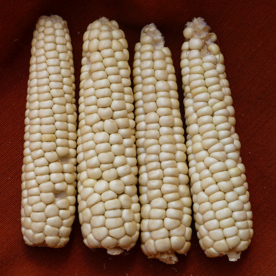 60 Day Corn