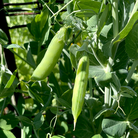 alverjon temporal peas (seeds)