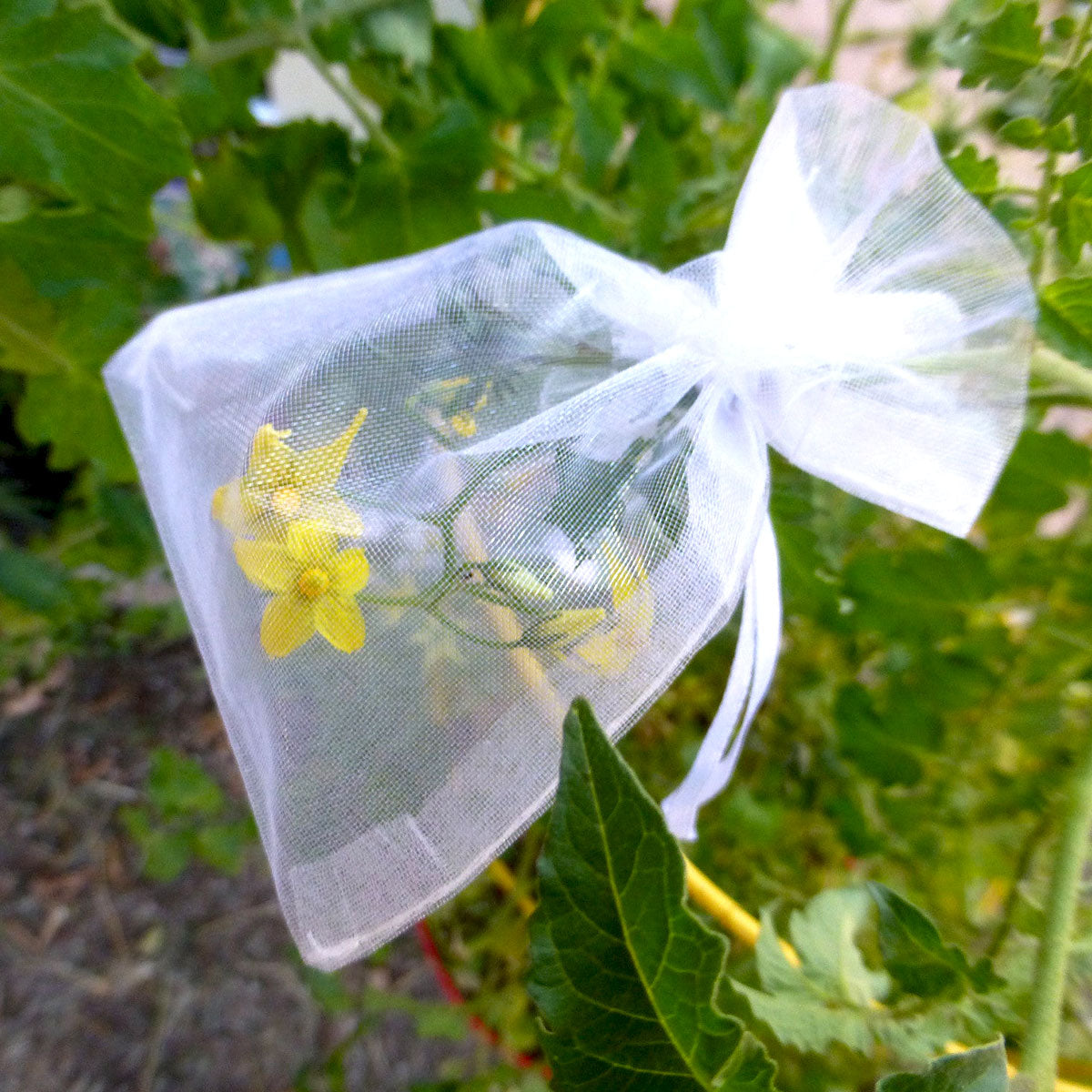 Blossom bags are placed over the blossoms to prevent cross-pollination with other plants