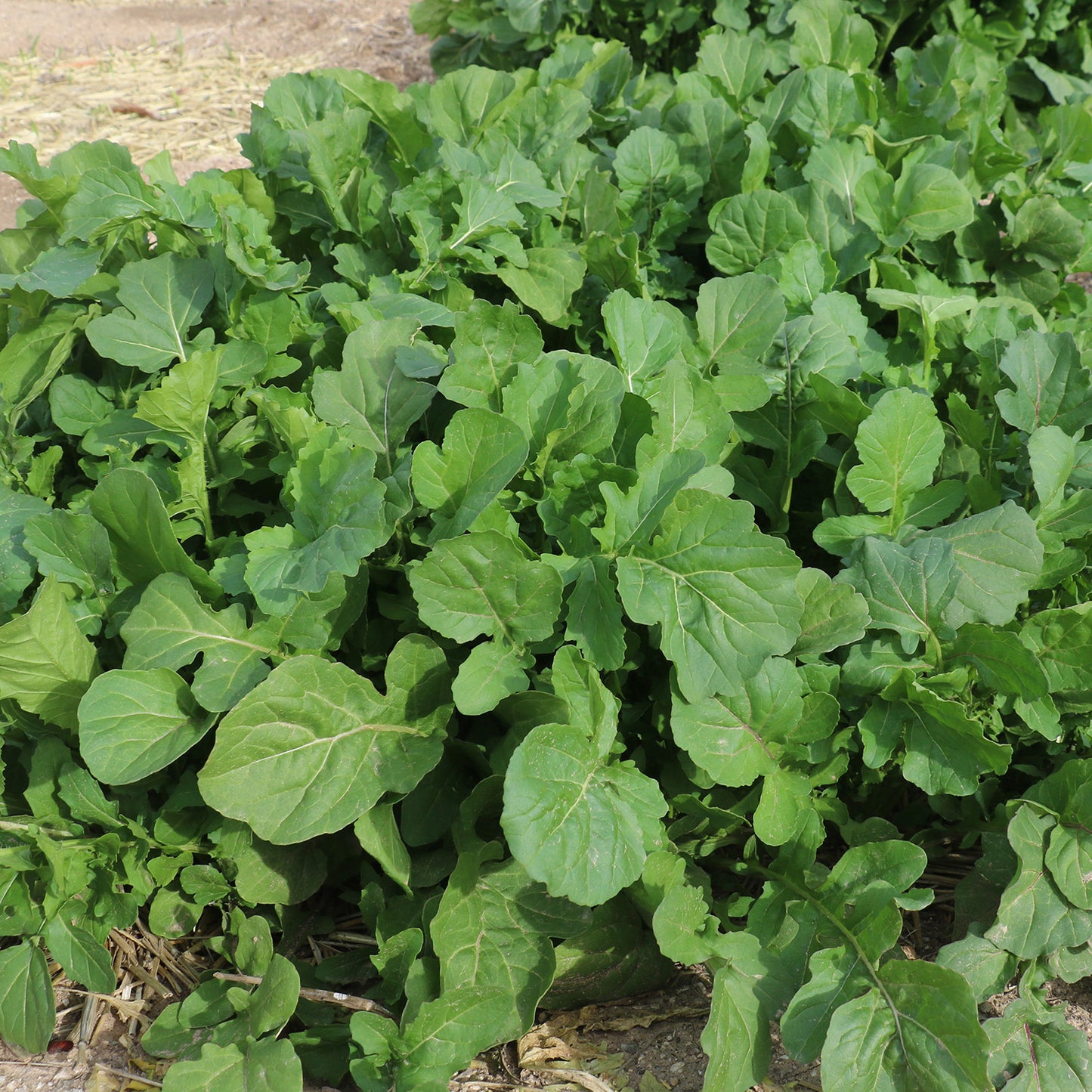 DiMeglio Arugula is both heat and cold tolerant in the low desert, so you can grow it year round.  Bright, sharp arugula flavor. 