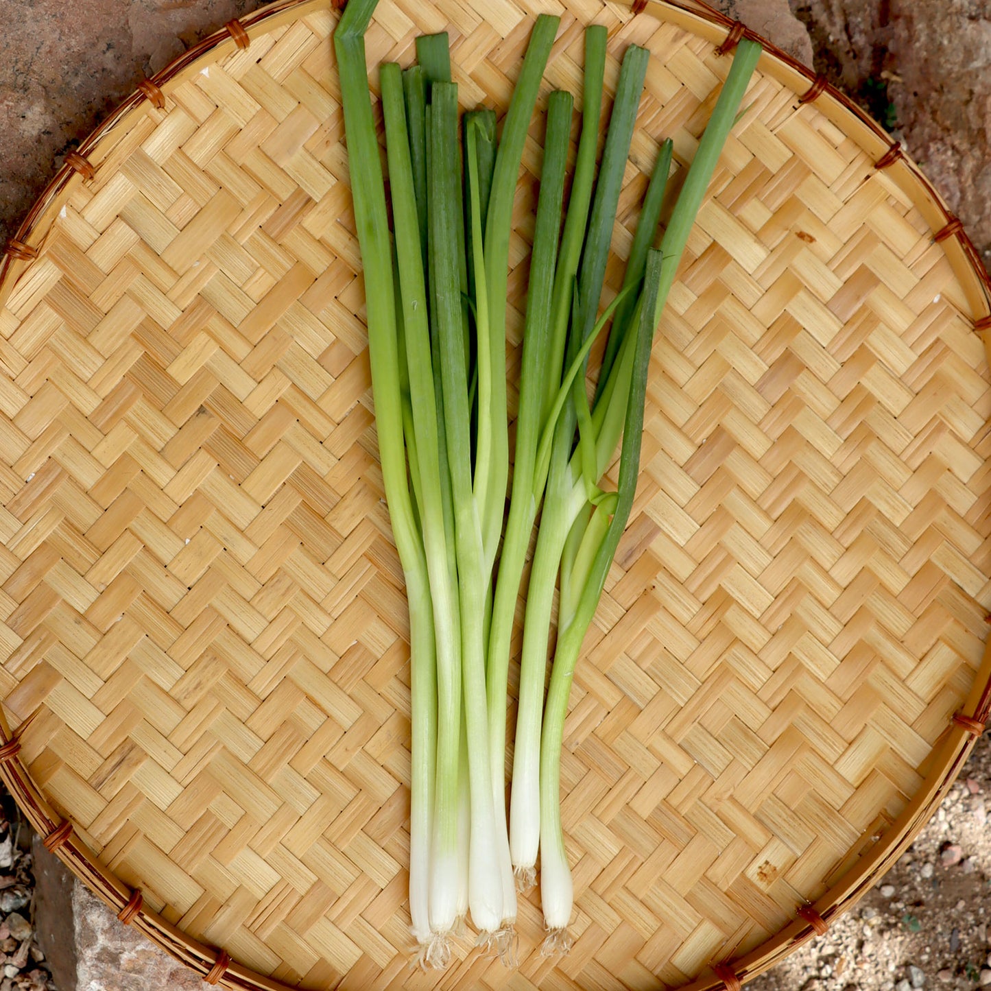 Green onions: A delicious bunching onion. Leave some in the garden to regrow new bunches. Evergreen is a true multiplier onion and will divide itself perennially.
