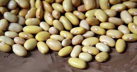Mayocoba Beans - Heirloom