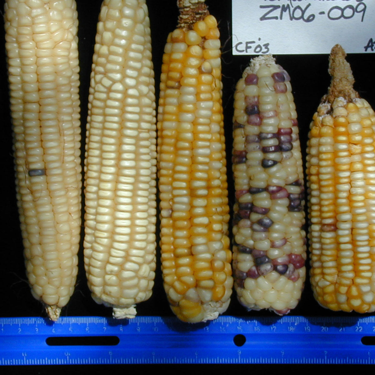 onaveno_1200x1200.jpg?v=1577389501