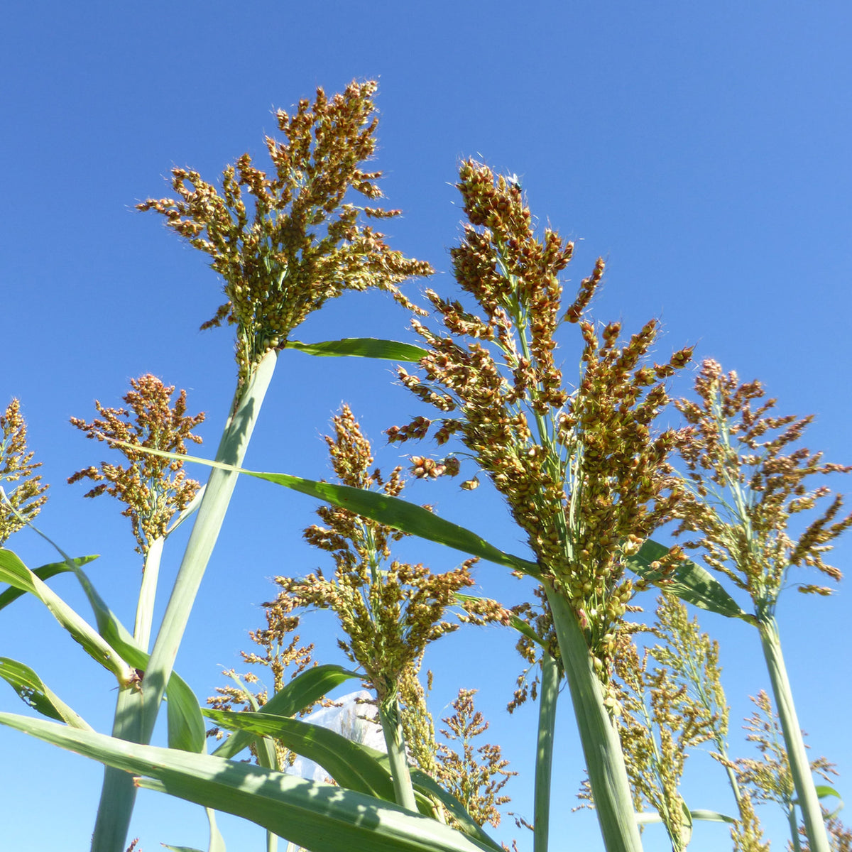 Gambo E Semi Del Sorgo Dolce - Combustibile Biologico Ed Alimento - Orizzontale Fotografia Stock - Foto 9