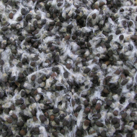 Sacaton Aboriginal cotton seeds