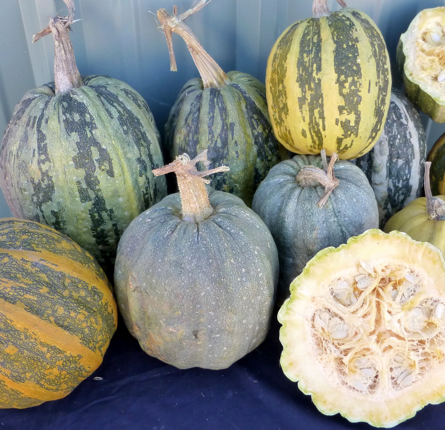 Squash Varieties Newly Available From Our Seed Bank