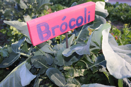 broccoli growing in school garden