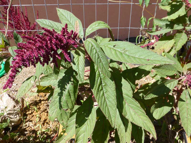 Giving Voice to Seeds: Hopi Red Dye Amaranth