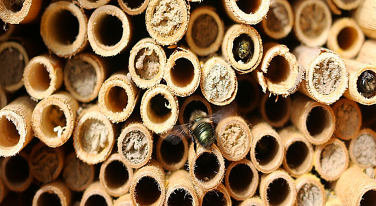 Understanding and Nurturing Desert Native Bees