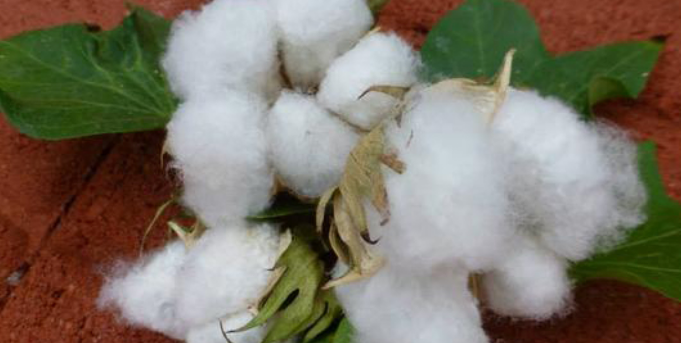 Celebration of Cotton