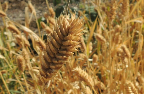 Heritage Sonoran Wheat: History, Growing, and Harvesting
