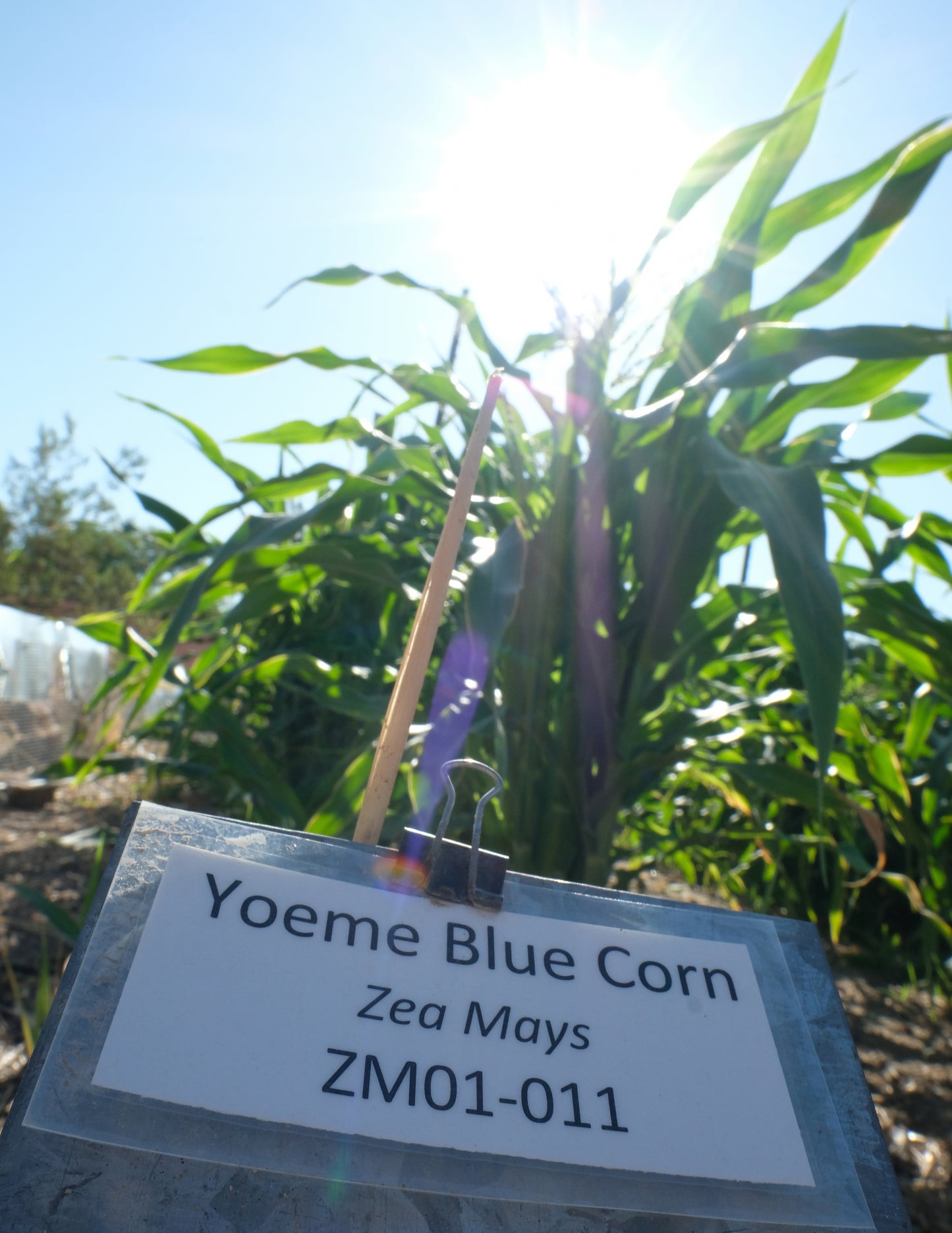 Adopt-A-Crop Update: Yoeme Blue Corn