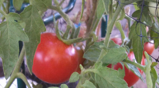 Caring for Tomato Plants in the Desert