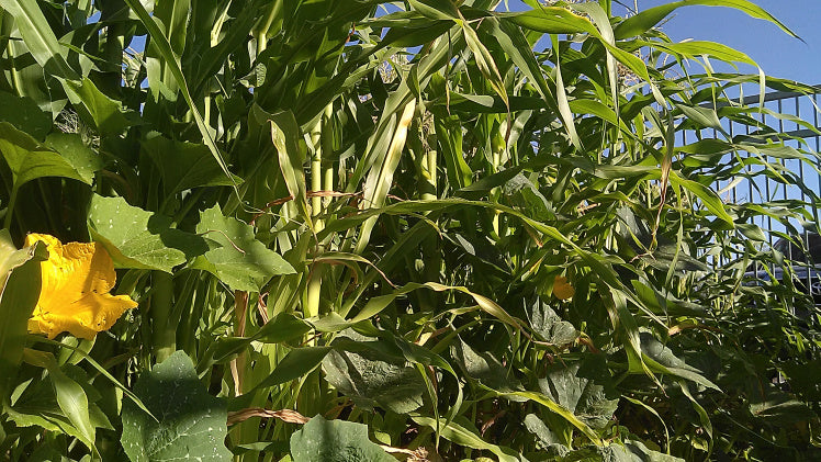 Corn, Beans, and Squash: The Three Sisters Corn, Beans, and Squash: The Three Sisters