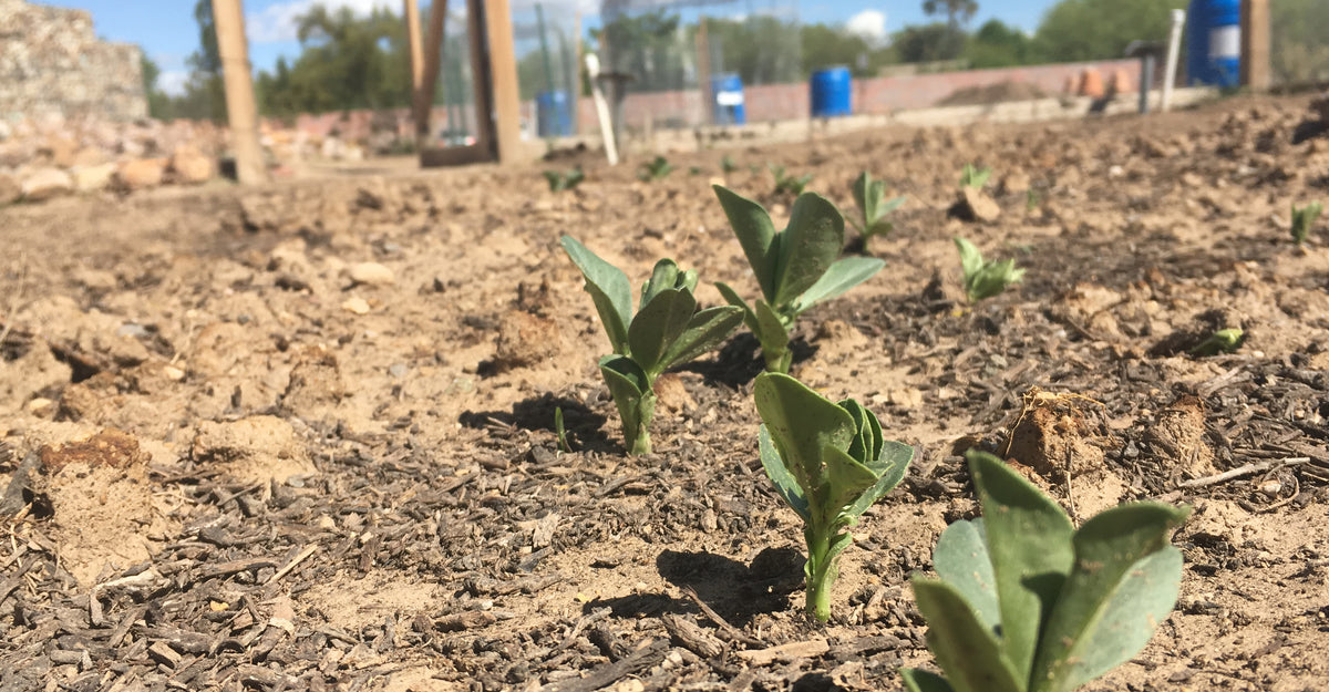 Ground Squirrels! Conservation Center Garden Update