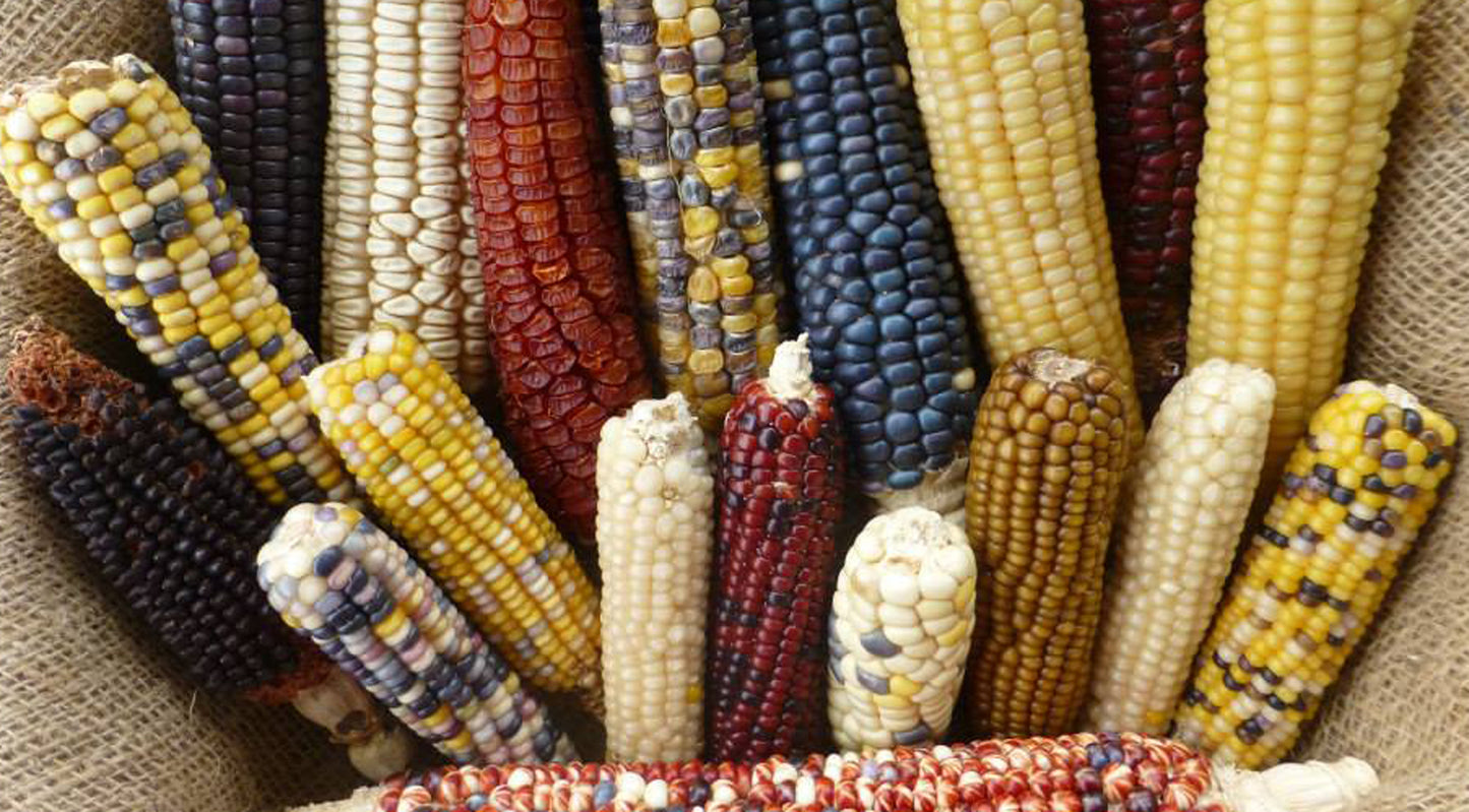 Adaptation of Ancient Maize to High Elevations of North America