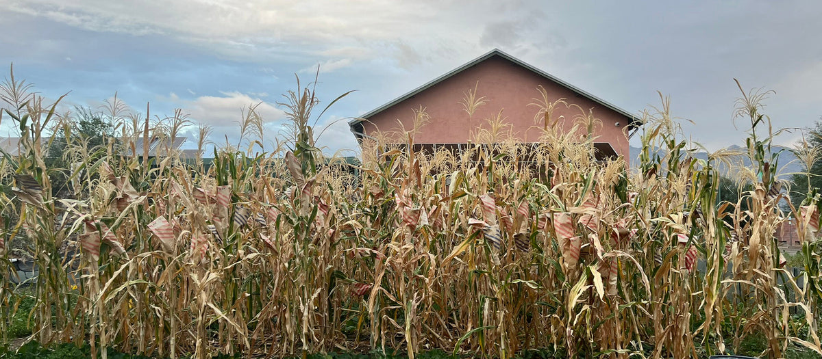Renewing Connections Through Corn