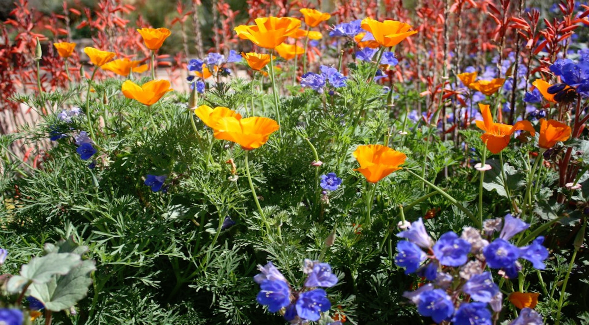 Fall Planting for Spring Blooms NativeSeedsSearch