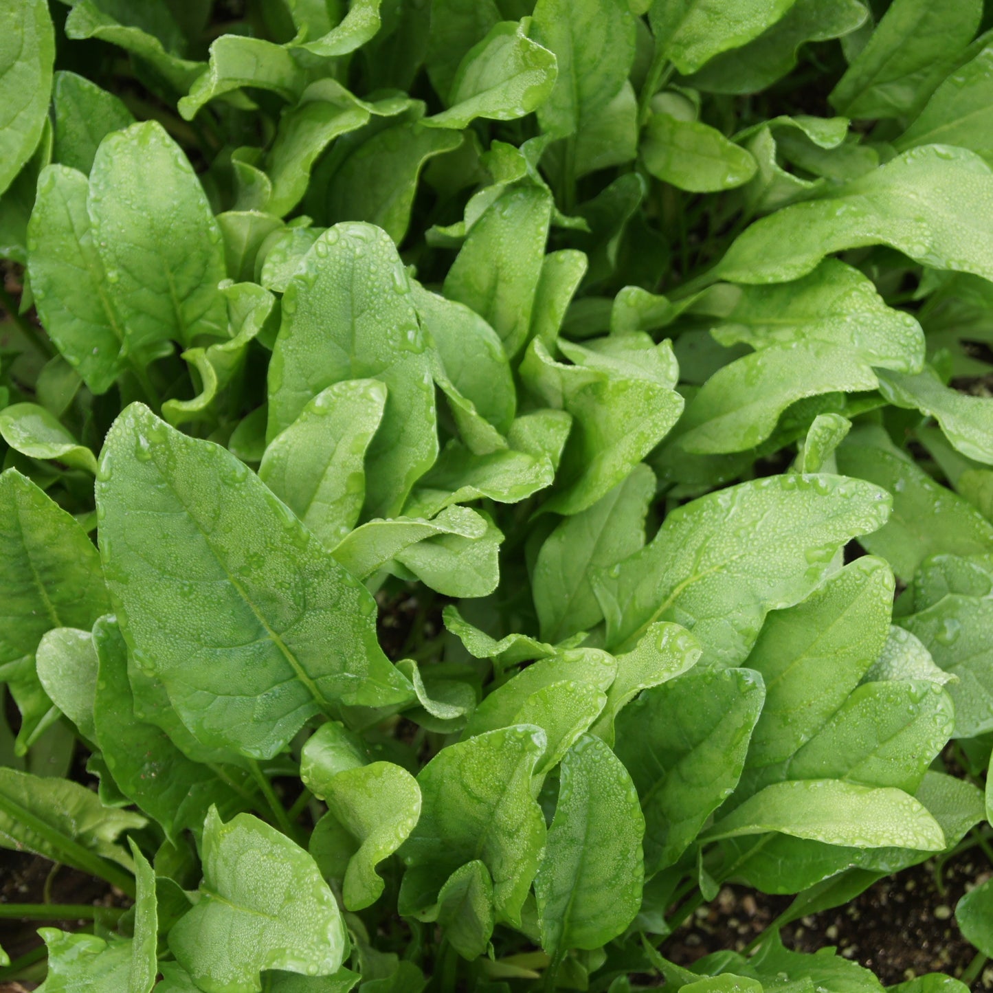 Astro Arugula