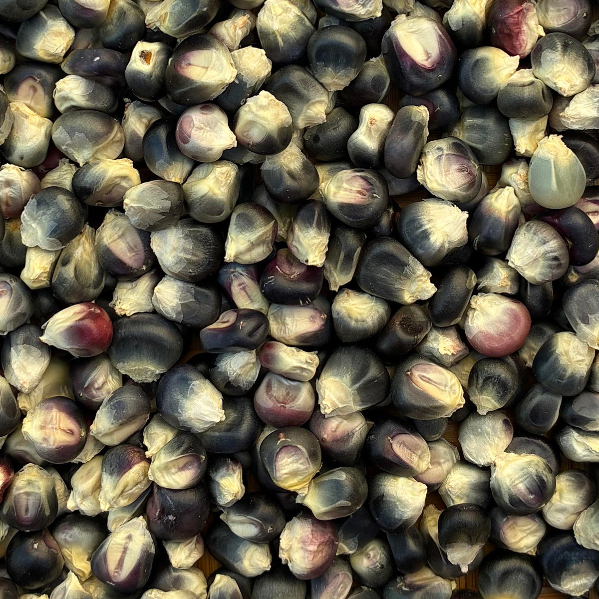Hopi Blue Wikti