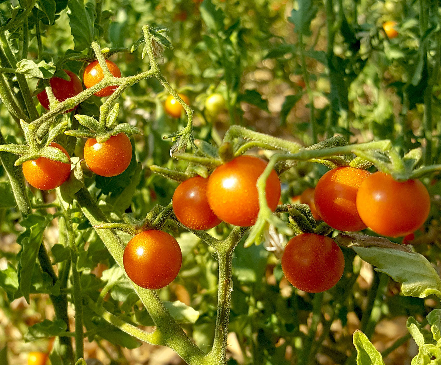 native seeds search arid-adapted heirloom seeds from the southwest ...