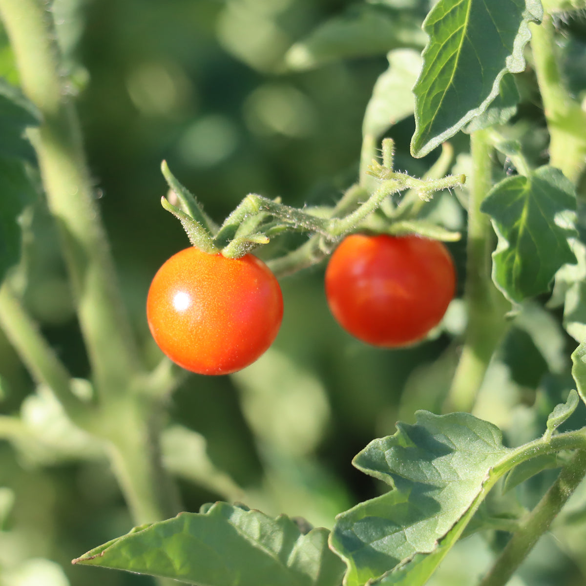 Growing tips for southwest gardening – Native-Seeds-Search