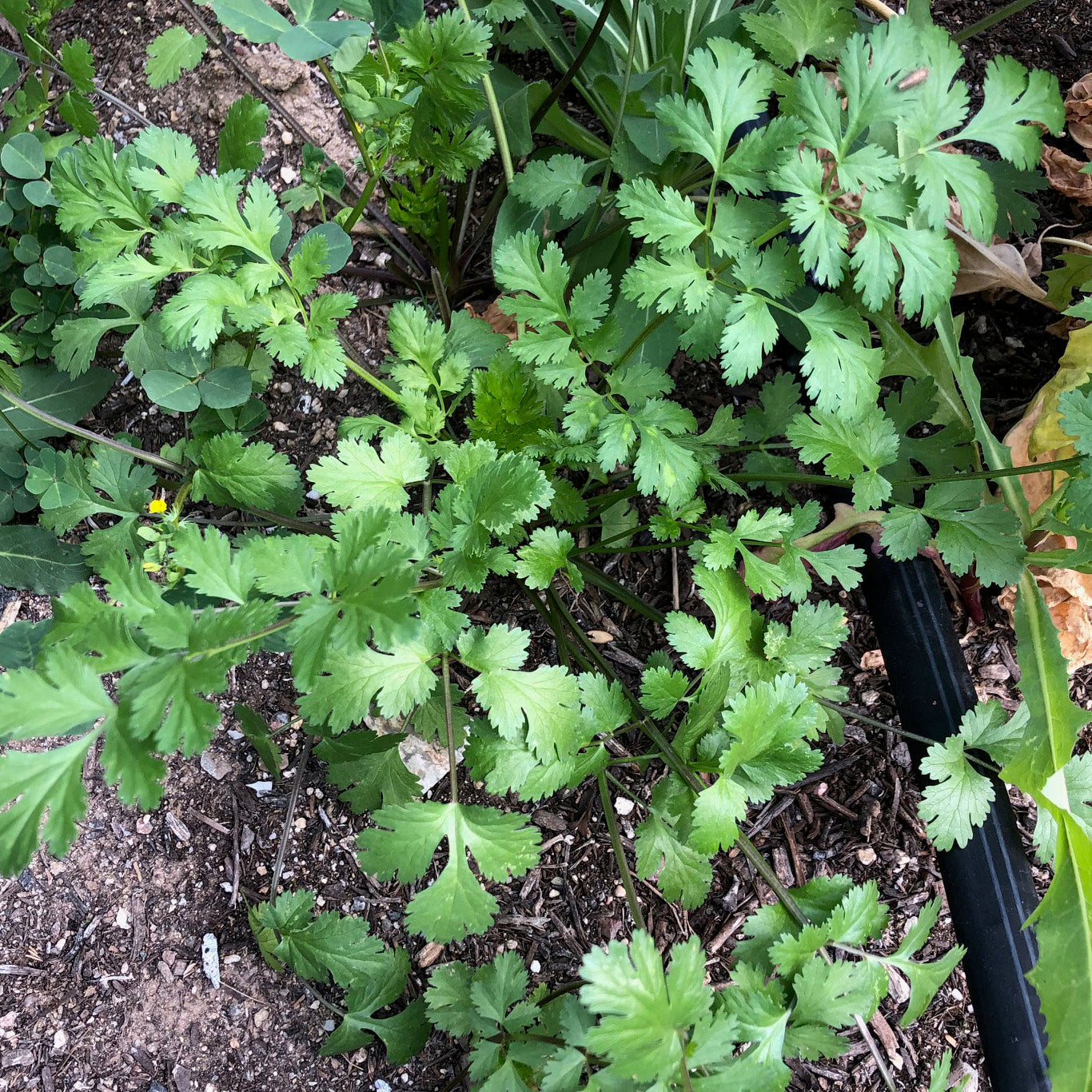 Chinese Grocery Cilantro