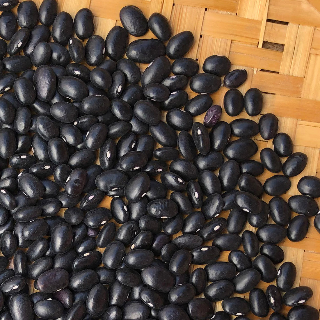 Seeds > Beans - Common – Native-Seeds-Search