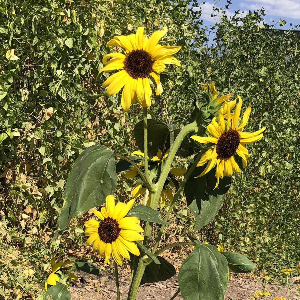 native sun seeds and plants Havasupai Small-seeded