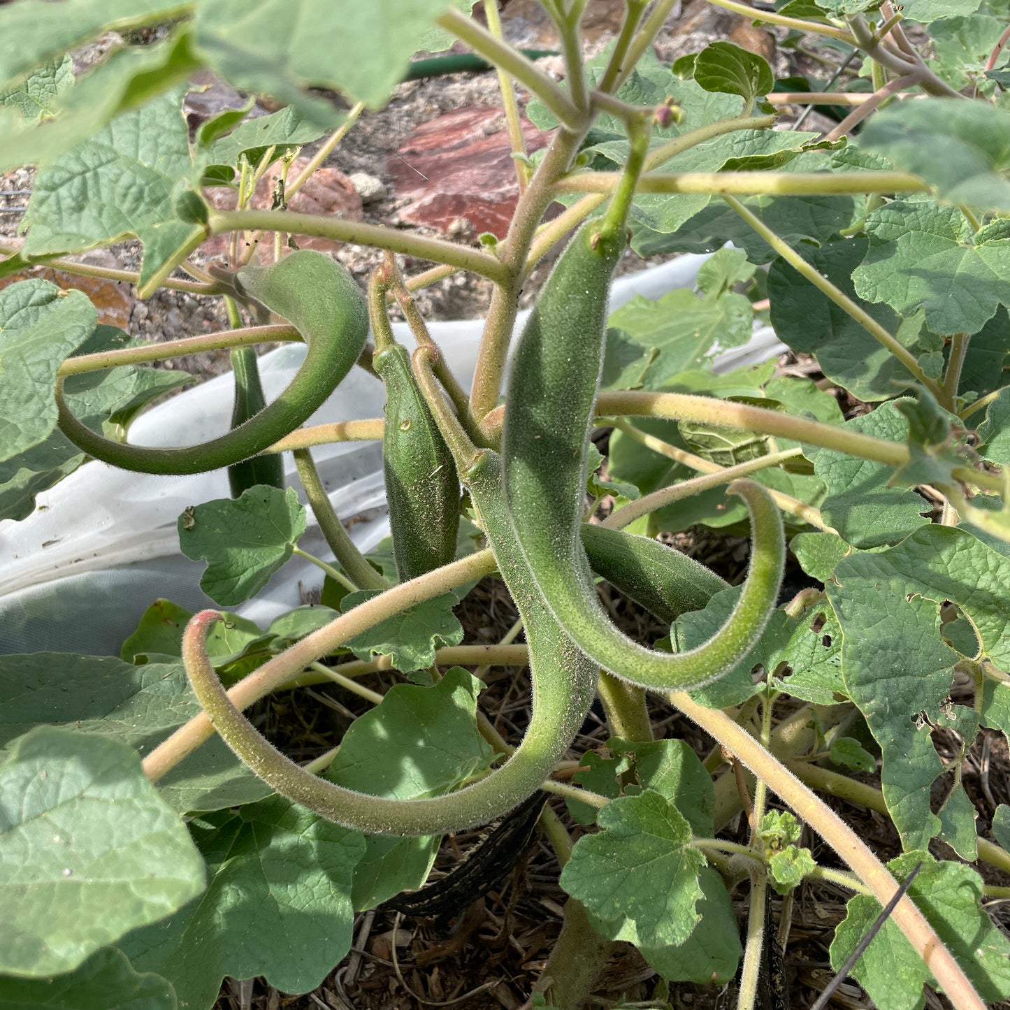 Helagah – Native-Seeds-Search